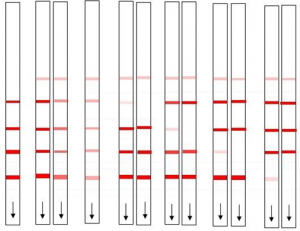 milk strip rapid tests