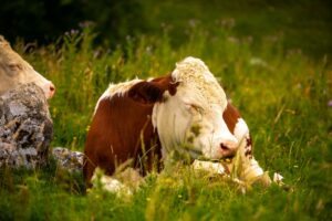 cows antibiotics
